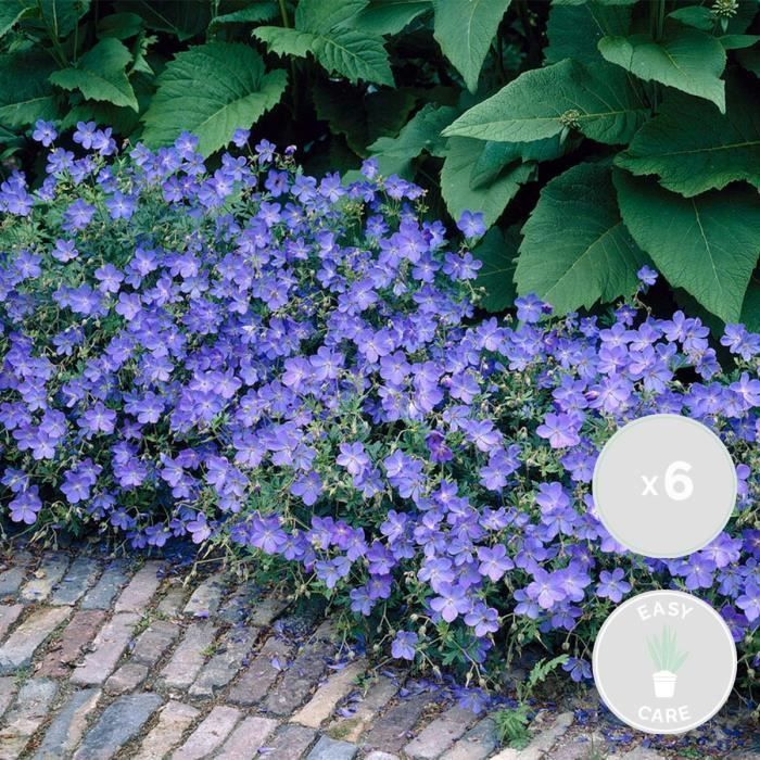 6 geranios 'Johnson's Blue' - Geranio de sangre - Perenne - Fácil de cuidar - Diámetro: 9 cm - Altura: 10-15 cm