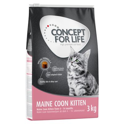 Conceito para a Vida: Filhote de Maine Coon