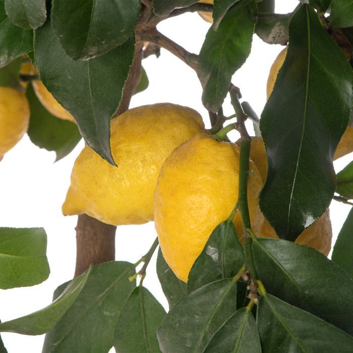 Grote citruscitroenboom. Kweek je eigen fruit thuis, binnen of in de tuin.
