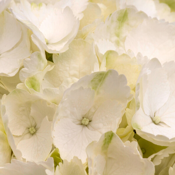 Hortensie King Size Albă