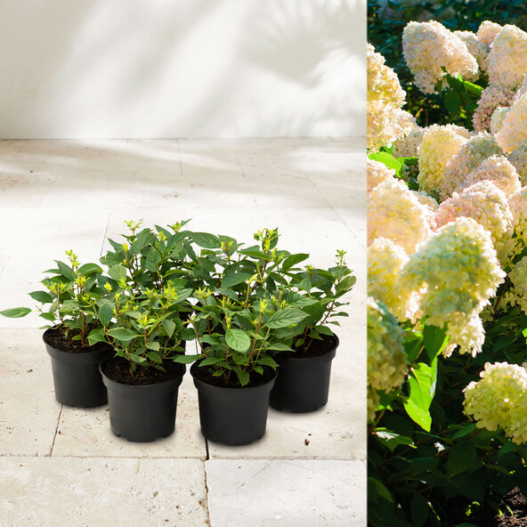 Hortensie Starlight, set de 6