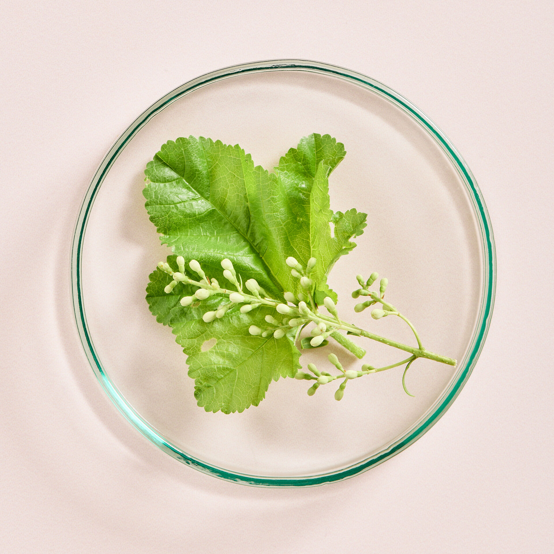 Hebe Naturals Udstrålingsbooster