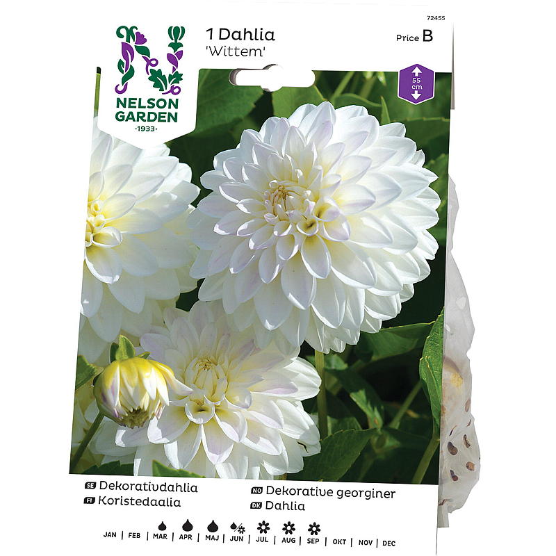 Nelson tuin Georgine Low decoratie Wittem, Wit/lichtpaars