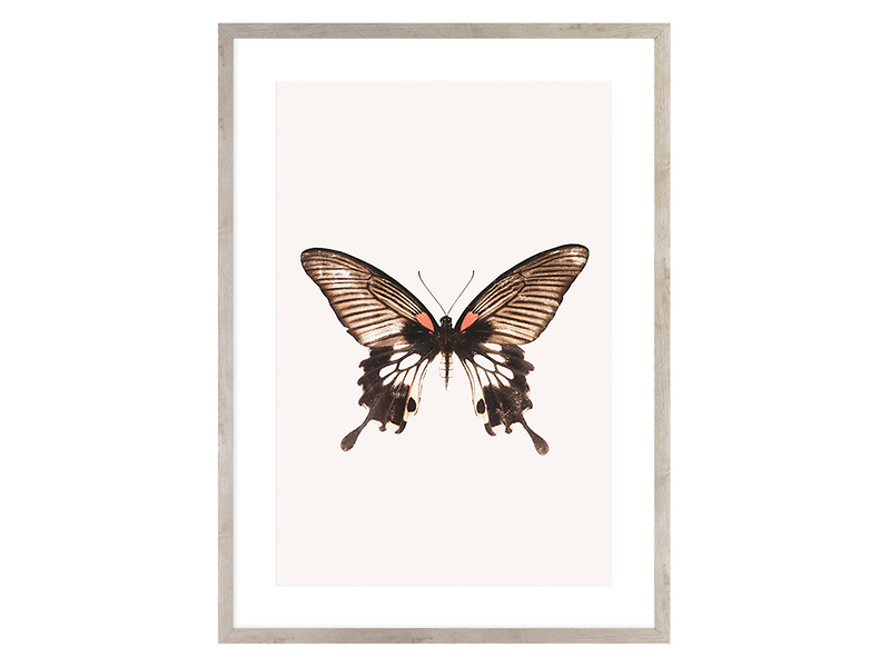 Obraz Brown Butterfly 50x70 cm