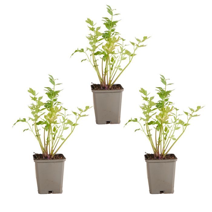 Conjunto de 3 - Levisticum Officinale - Lovage - Maggiplant - Altura 10-20 cm - Pote 9x9 cm