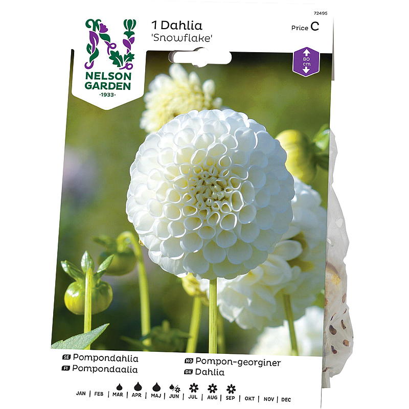 Nelson tuin Georgie High Pompom, Sneeuwvlok, wit