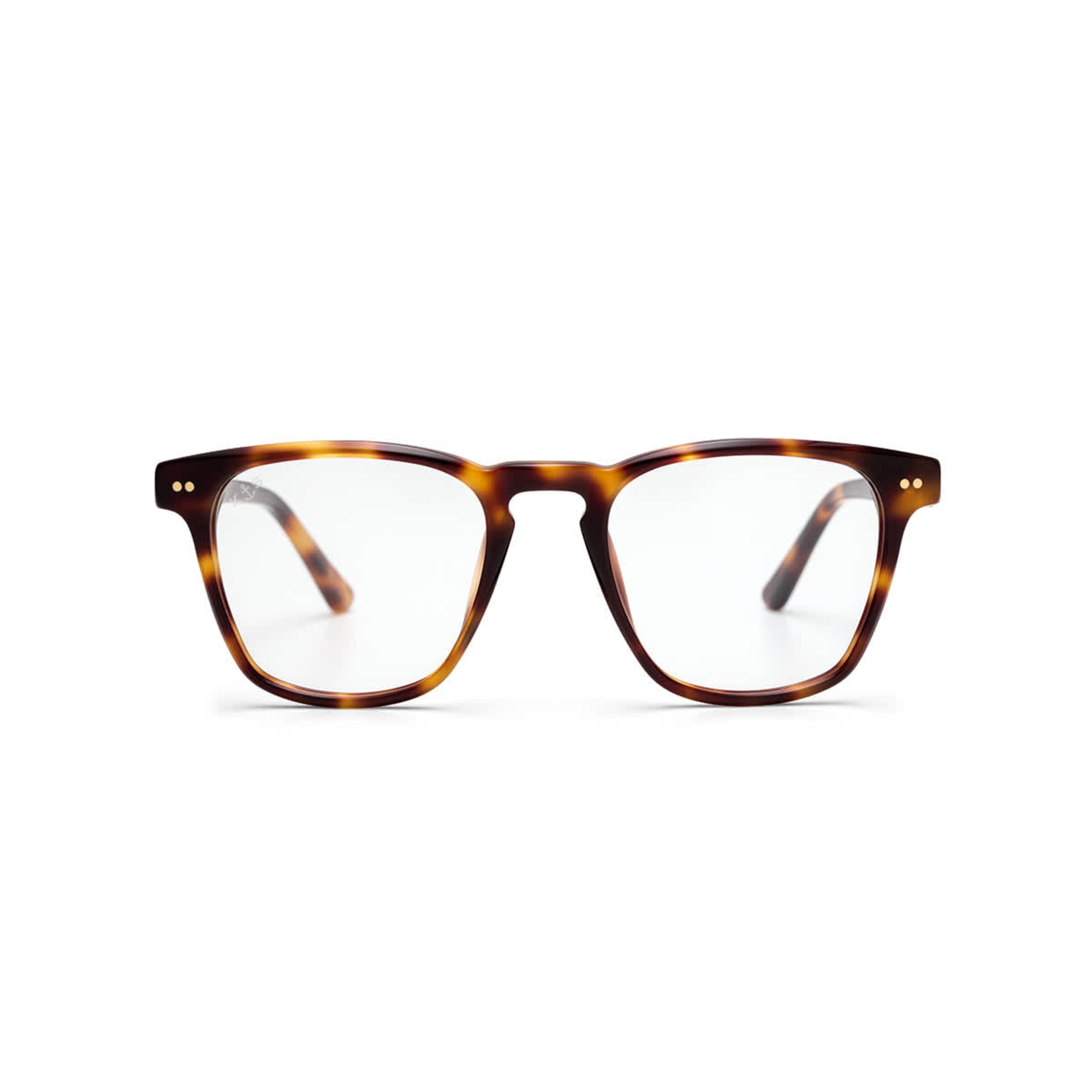 Tortue Carlton Shine