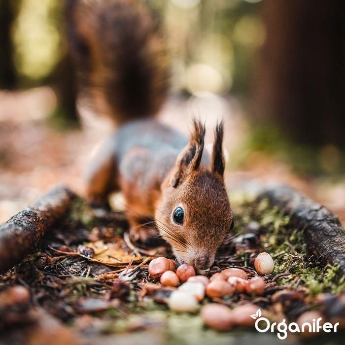 Seeds - Animal food for squirrels - Organifer - Natural Mix with Whole Nuts - 20 kg