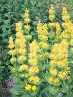 Gelber Enzian (Tsa Gentiana Lutea) 50 ml