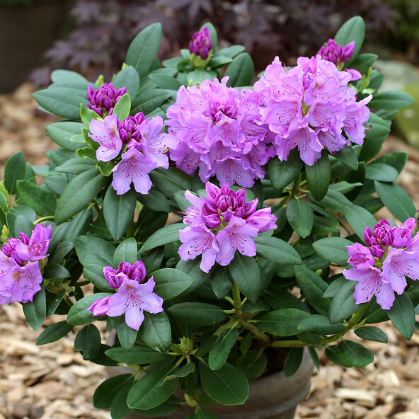 Rododendron hibrid, liliac