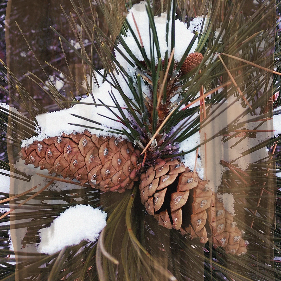 Κερί Woods 240 γρ. - BYREDO