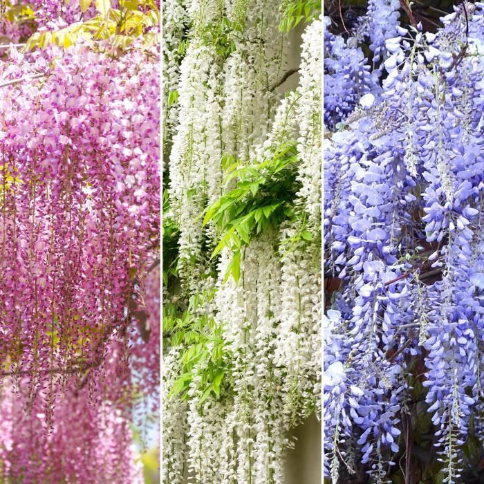 Wisteria Mix - 3 Plants - Hardy, climbing, deciduous flowering shrub
