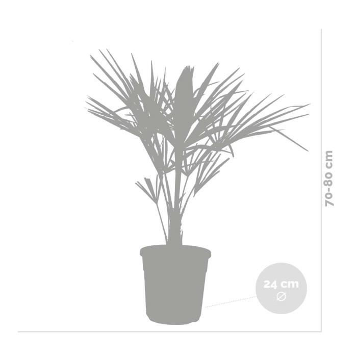 Trachycarpus Fortunei - Palmier chinois - Palmier - Rustique – D24 cm - H70-80 cm