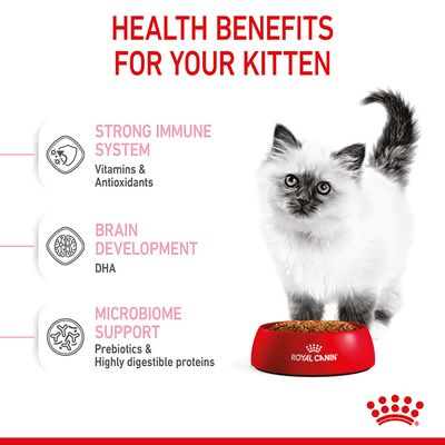 Gattino Royal Canin