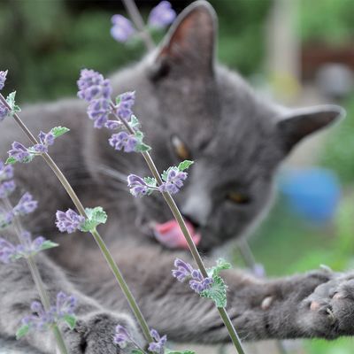Aumüller Einhornkissen Katzenspielzeug