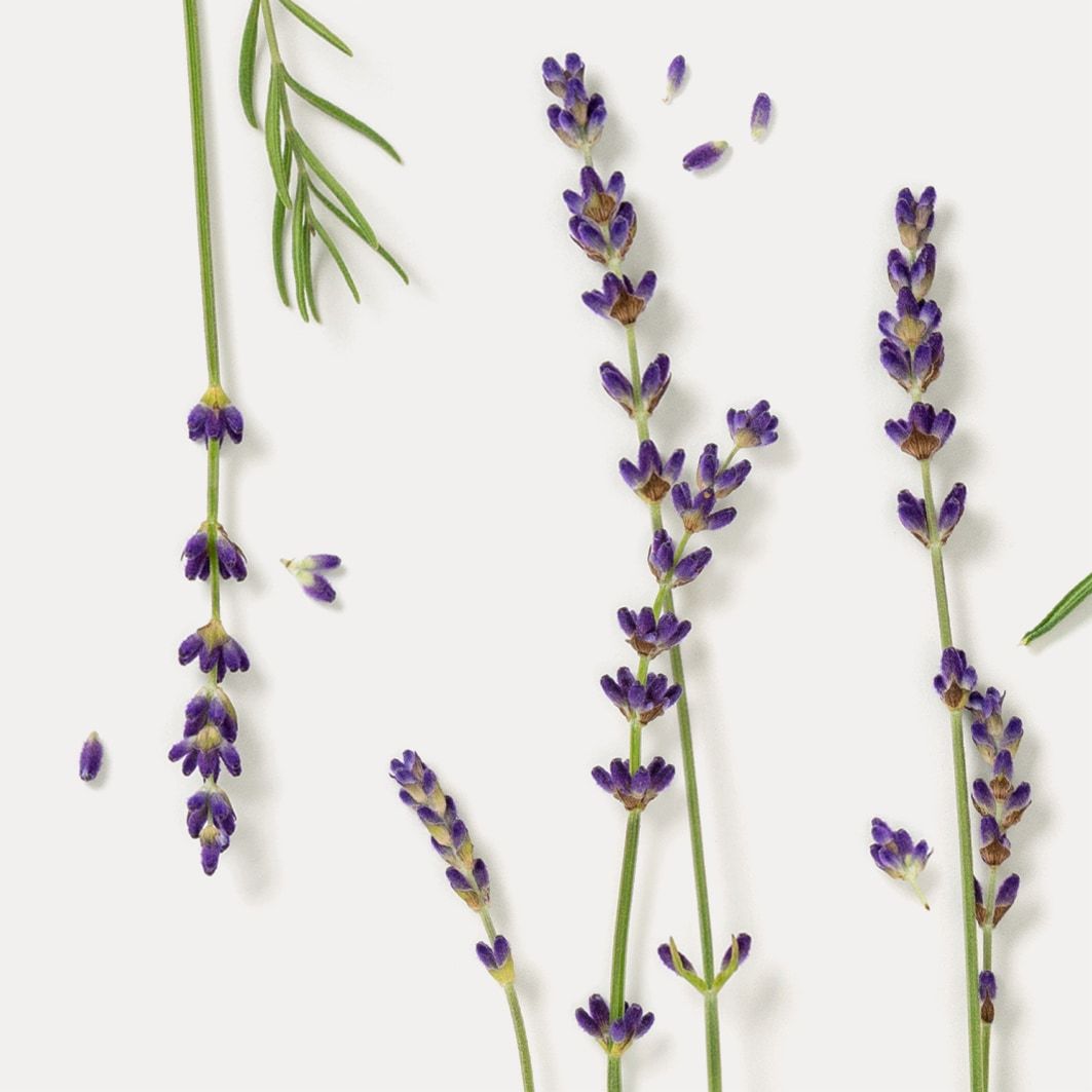 Dr.Hauschka Moor Lavander Body Oil - 75 ml