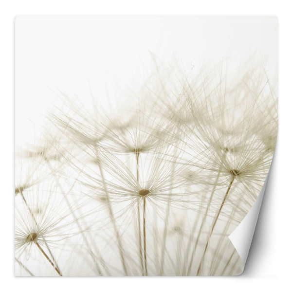 Feeby Fototapeta, Dmuchawce w bieli 100x100