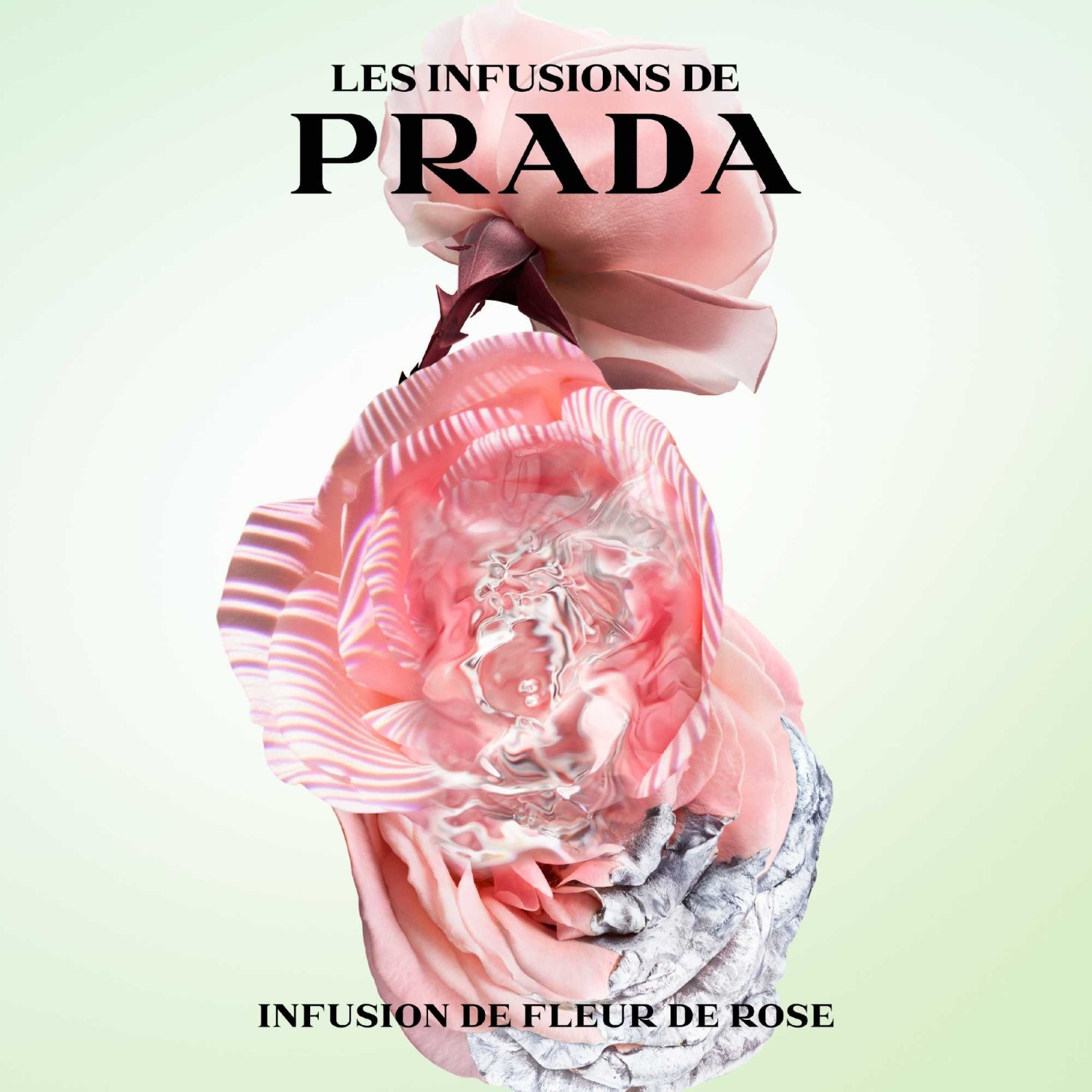 Prada Infusion de Rose