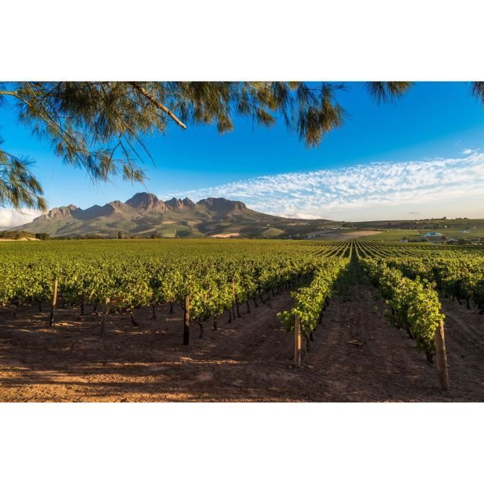 Zoulou Tentation Cinsault Cabernet Sauvignon - Vin rouge d'Afrique du Sud 2024