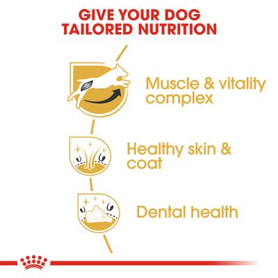 Royal Canin Jack Russell Terrier adulto