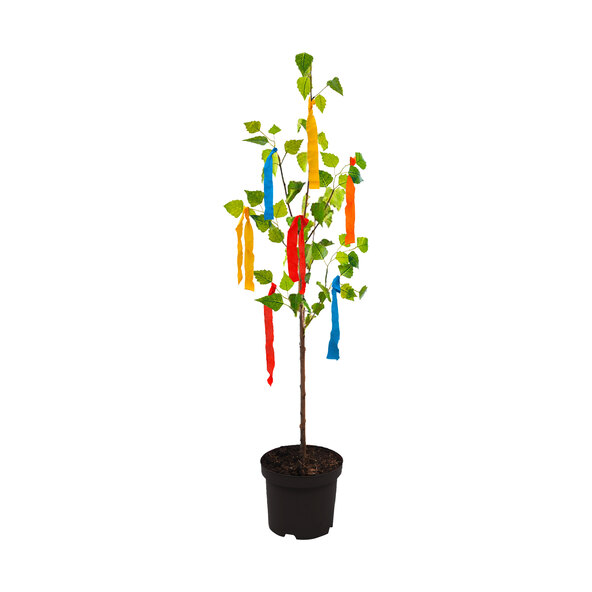 Maibaum „Ik vind je leuk“