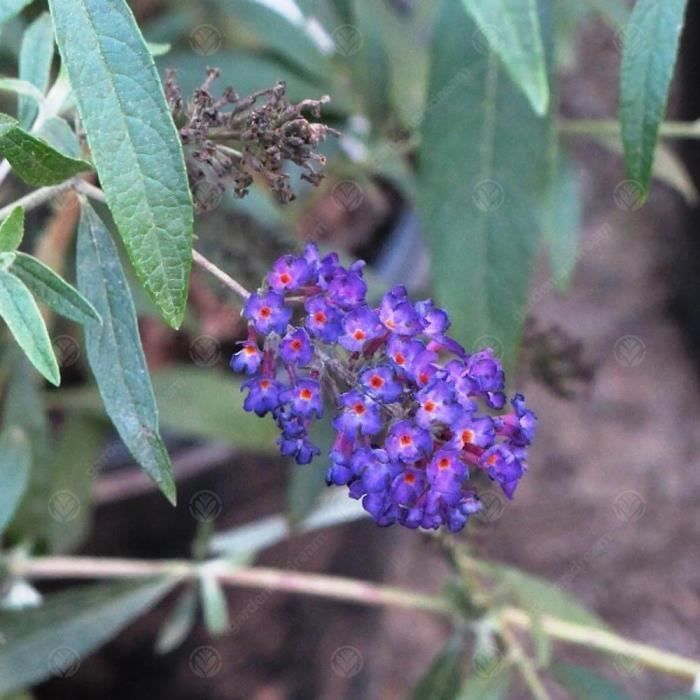 Arbusto de mariposas (Buddleia davidii) 'Black Knight', arbusto resistente, maceta de 9 cm.