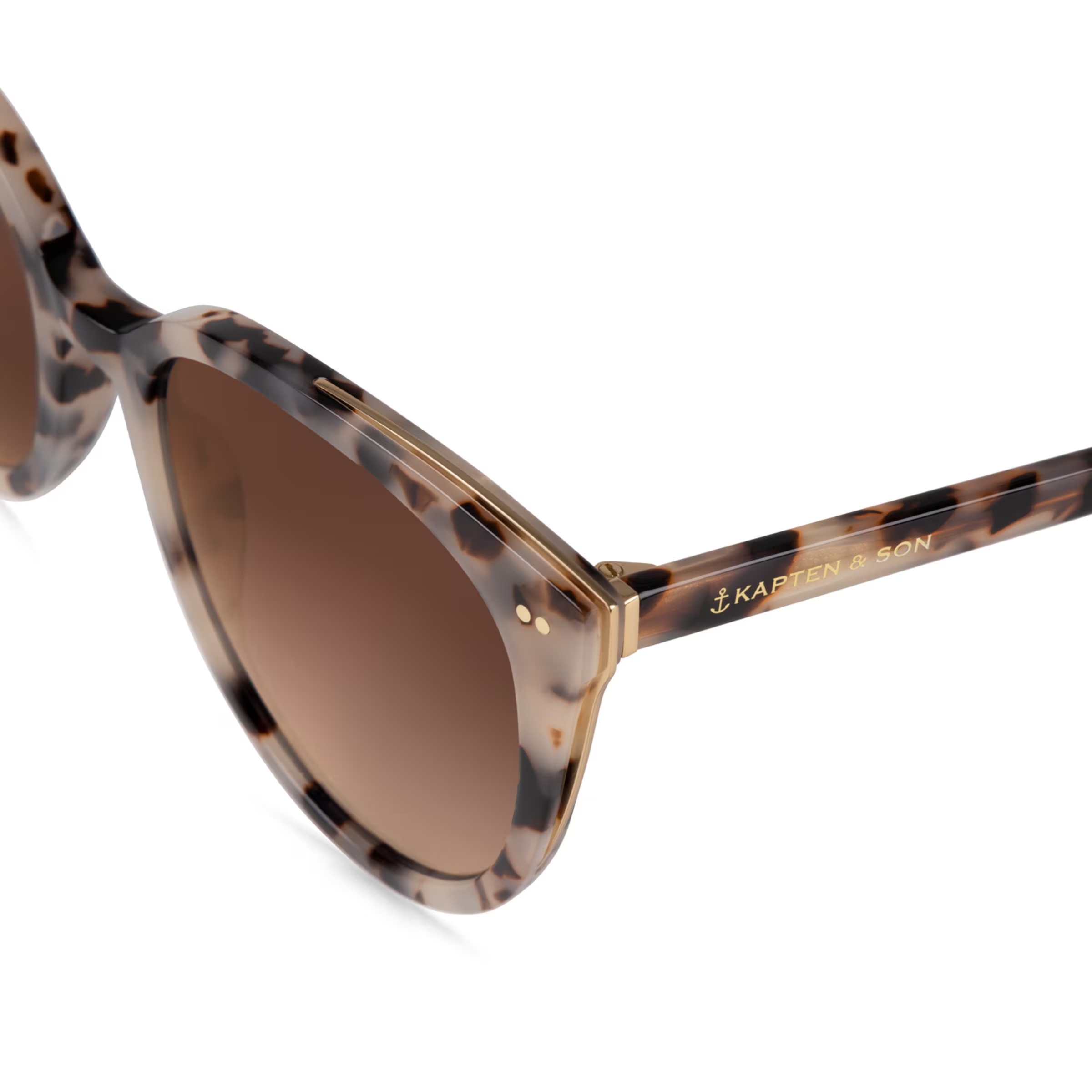 Tortue des sables de Manhattan brune