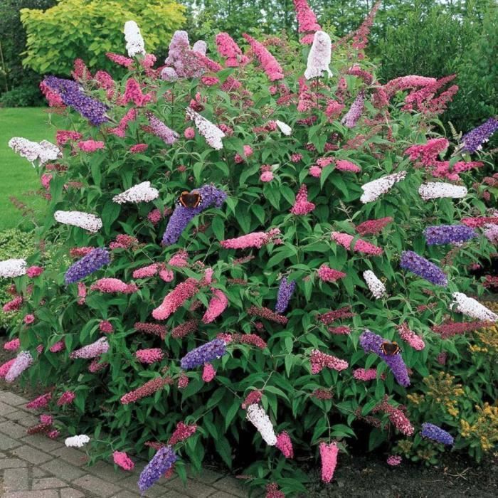 Driekleurige vlinderstruik (Buddleia) 17 cm - Meerkleurige vaste plant voor tuinen en balkons