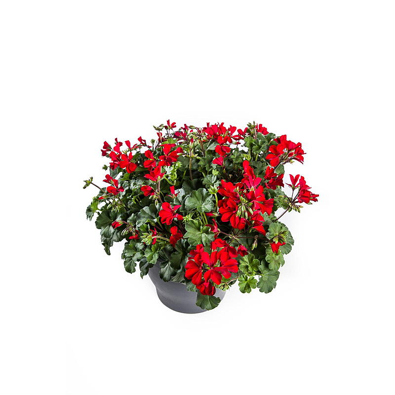 Pelargonium P12, Landskap