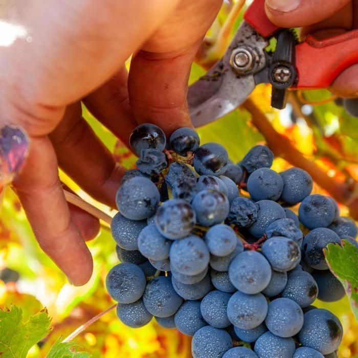 Ganadero 2023 - Vino rosso spagnolo - Bottiglia da 75cl - Les Passeurs de Vins