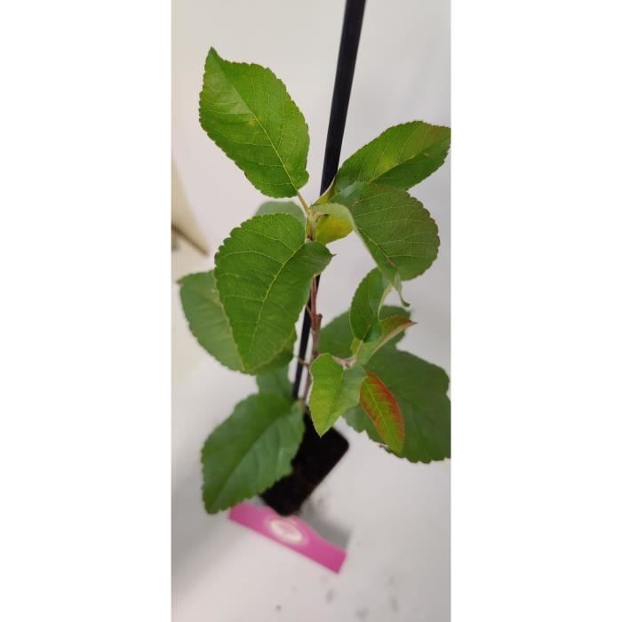 Arbustos de Frutos Silvestres Especiais - Schramas - Mistura de 4 Variedades - Vaso de 9cm - Frutos Comestíveis - Resistentes ao Frio