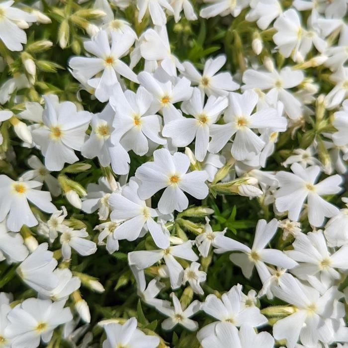 Phlox 4 Mix Roze, Paars, Wit (9cm Pot) - Kleurrijke vaste plant voor de tuin - Borders & Potten