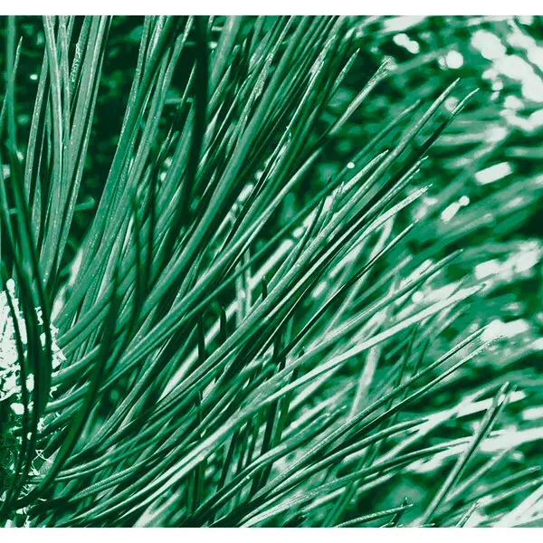 Kneipp Men Nature Feeling priežu, bifeļu zāles un Islandes sūnu 2-in-1 dušas želeja<br>200ml - sausai ādai