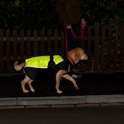 Illume Nite -koiran takki - Neon