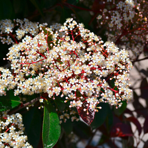 Photinia, măcăleandru roșu, 220–240 cm