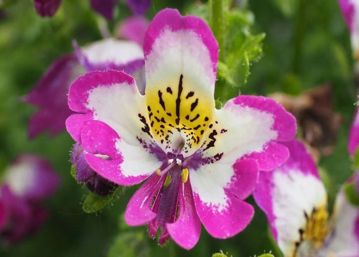 250 Graines de Fleur de Papillon (Schizanthus wisetonensis) - SemiSauvage Permaculture