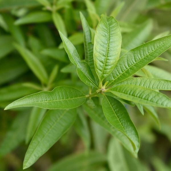 Durance Parfymert Såpe Glitrende Verbena 125g