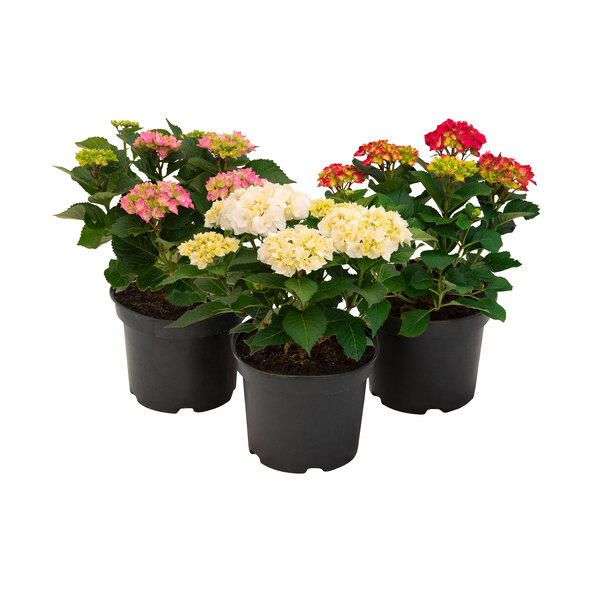 Hortensii hidratante, set colorat de 3