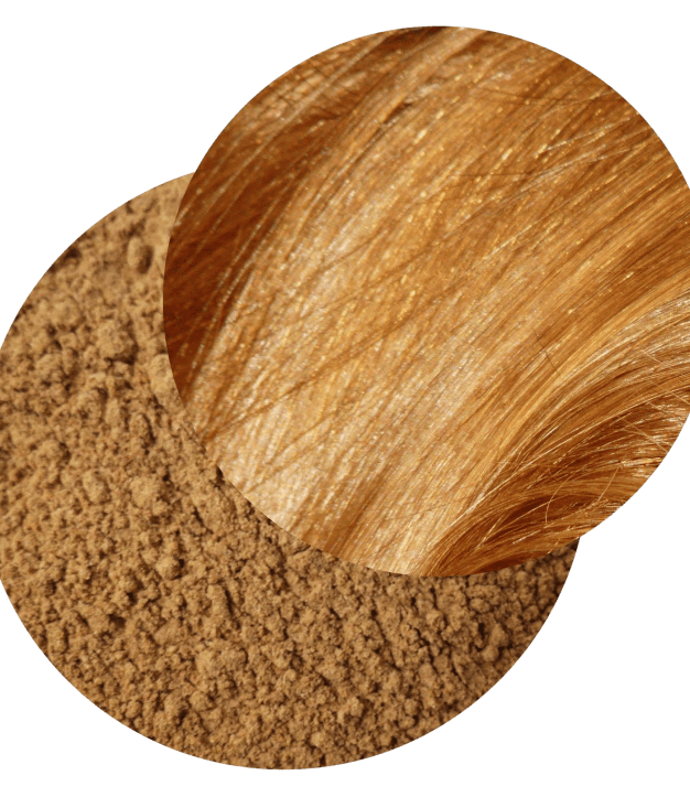 Rhapontic - Colorant capillaire végétal