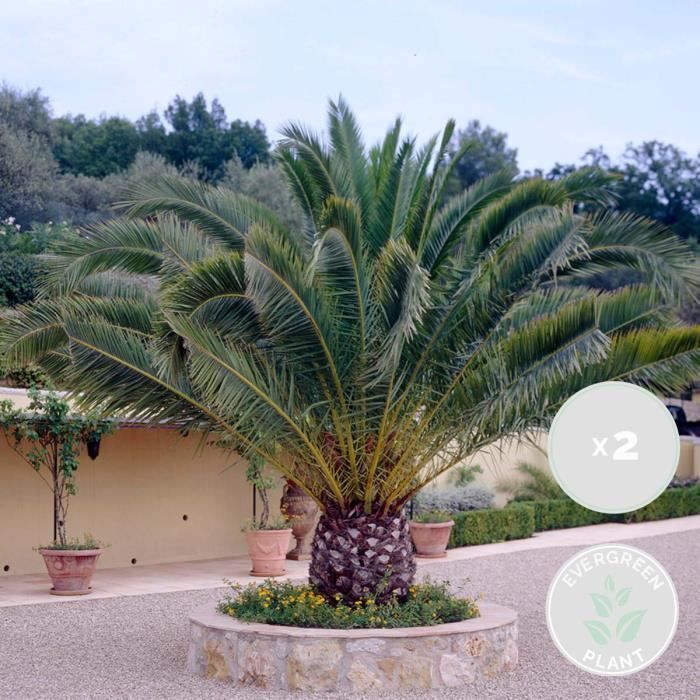 Juego de 2 palmeras datileras de las Islas Canarias (Phoenix canariensis) - BLOOMIQUE - Resistentes - Diámetro 19 cm - Altura 80-100 cm