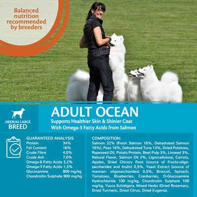 Alimento seco Wellness Core para perros adultos medianos y grandes con temática oceánica.