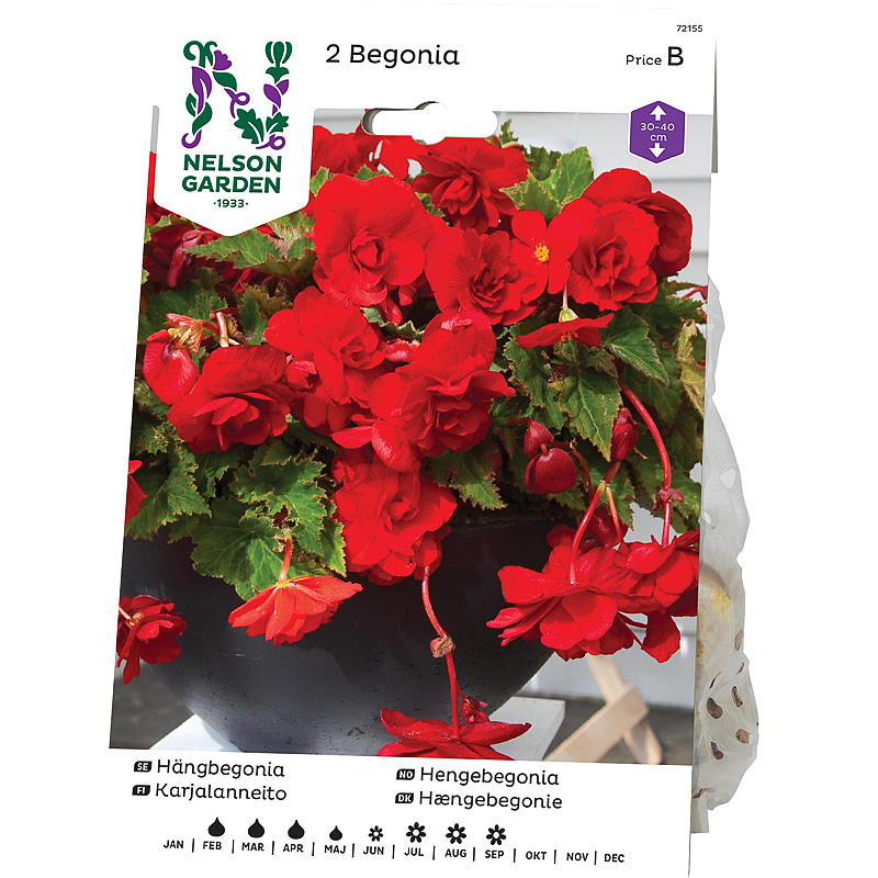 Nelson hagebegonia hengende, pendel, rød