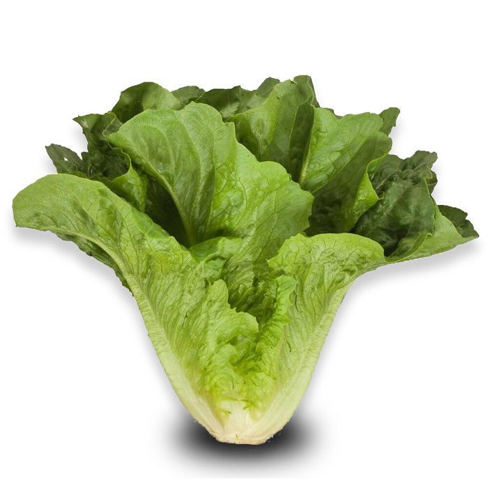 250 semillas orgánicas para sembrar - Le Grenier d'Abondance - Lechuga romana orgánica (Ballon) - Certificada orgánica (AB) - Lactuca