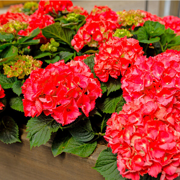 Storbladig hortensia King Size Röd