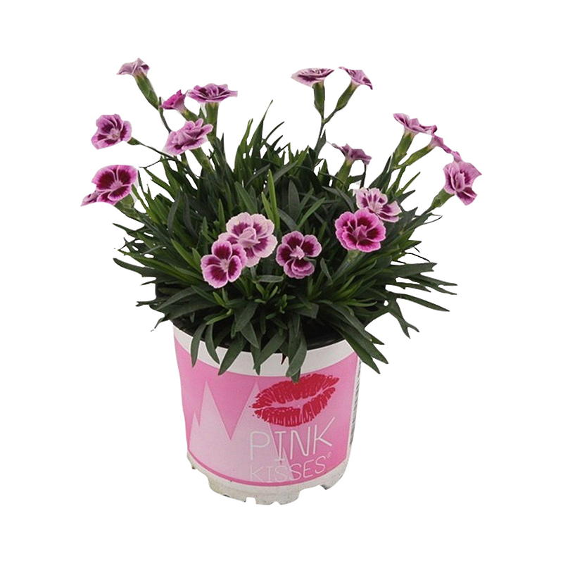 Nellik P12, rosa kyss