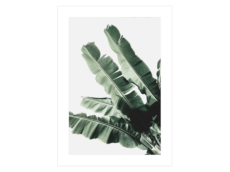 Plakat Liść Bananowca I 50x70 cm