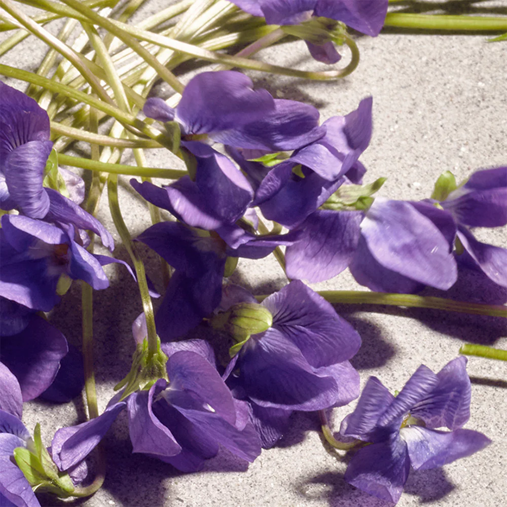 Dolce Violet - Eau de Toilette