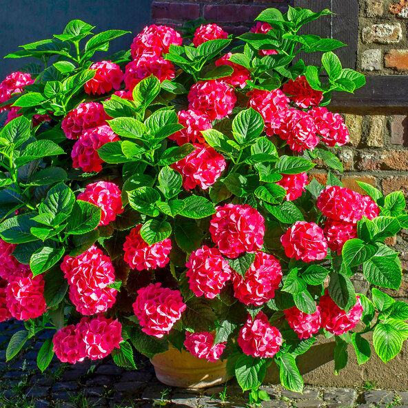 Grootbladige hortensia, extra groot, roze