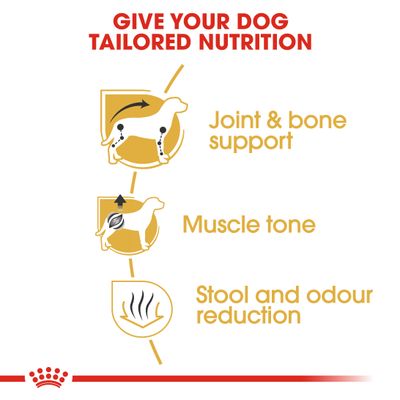 Royal Canin Dachshund Adulto