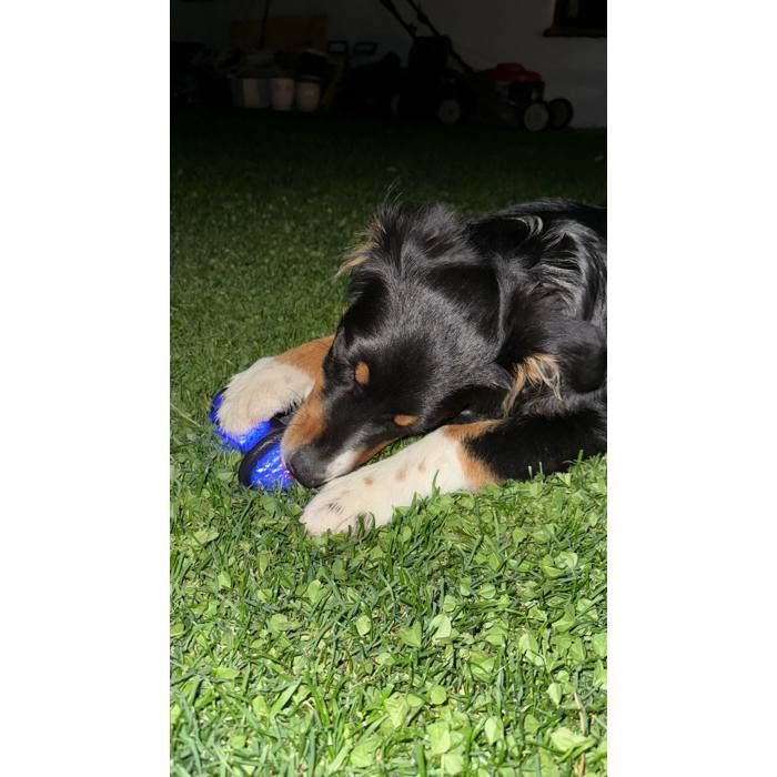 Juguete masticable - Artículos de cuidado personal para el hogar - Pelota saltarina - Goma luminosa - Flota - Higiene bucal